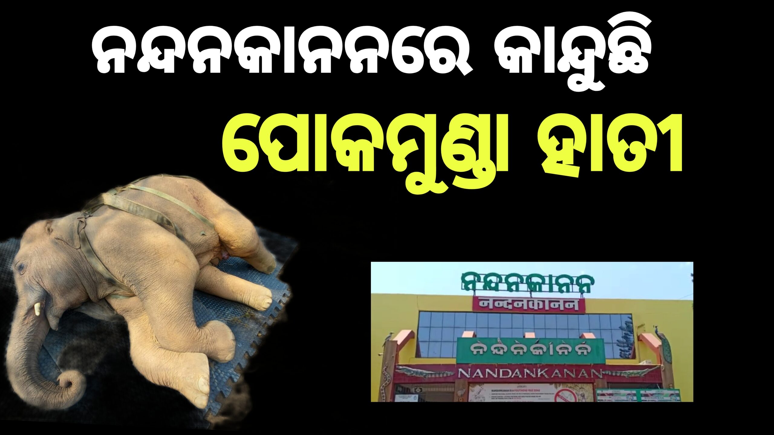 ଅସୁସ୍ଥ ପୋକମୁଣ୍ଡା ଗାଁ ହାତୀ ଏବେ ନନ୍ଦନକାନନରେ ଚିକିତ୍ସାଧୀନ