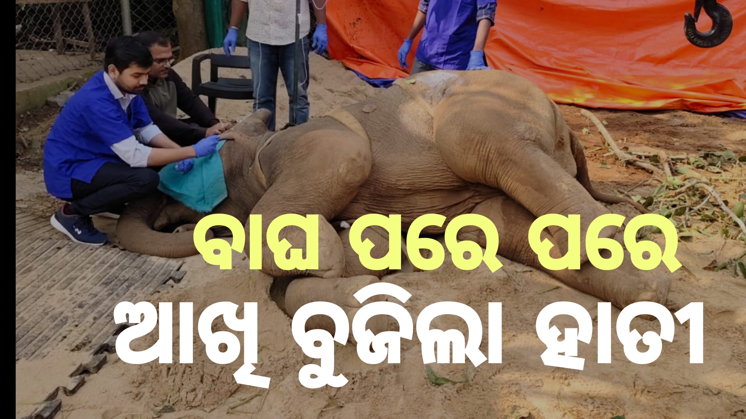 ବାଘ ପରେ ପୁଣି ହାତୀର ମୃତ୍ୟୁ,ଚିନ୍ତାରେ ନନ୍ଦନକାନନ କର୍ତ୍ତୃପକ୍ଷ