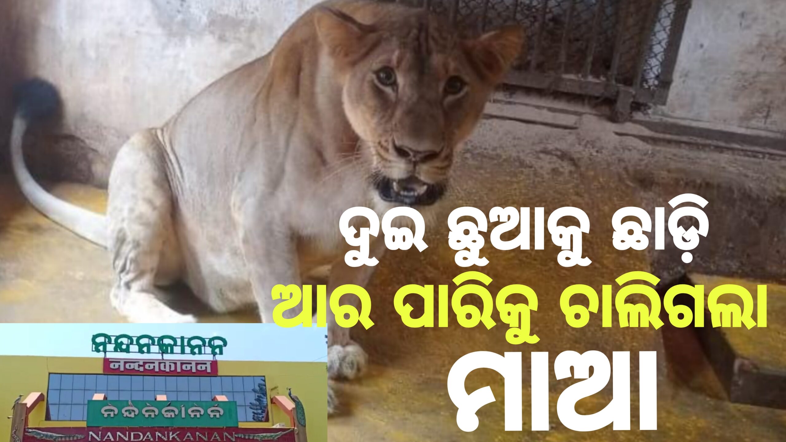 ମା ଛେଉଣ୍ଡ ହେଲେ ଦୁଇ ଛୁଆ,ଆର ପାରିରେ ସିଂହି ରେୱା