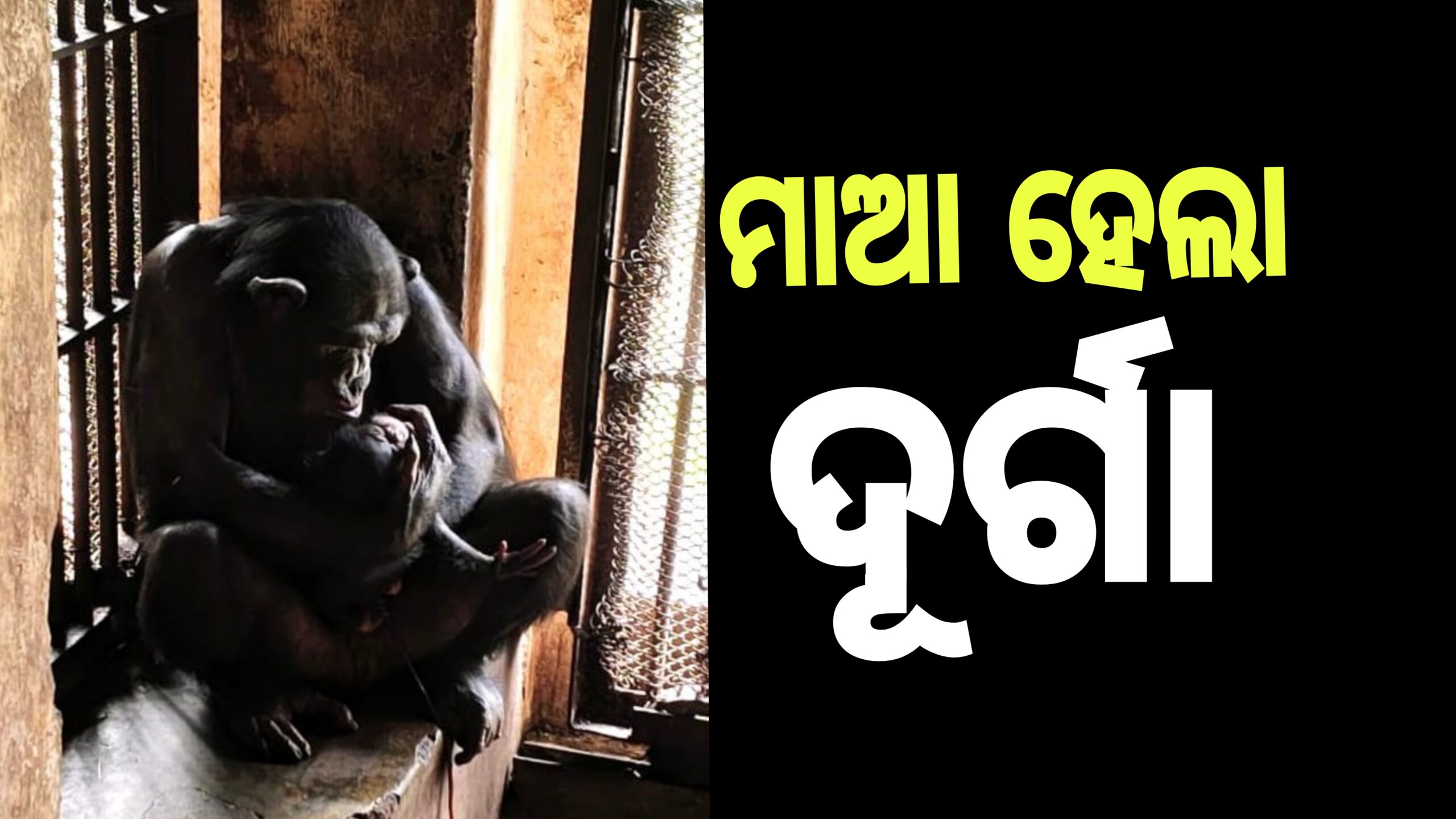 ନନ୍ଦନକାନନରେ ପ୍ରଥମ ଥର ମା ହେଲା ଦୁର୍ଗା,ଜନ୍ମ ଦେଲା ଗୋଟିଏ ଅଣ୍ଡିରା ଶାବକ।